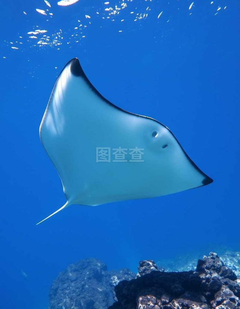 手机靓号网:让生活更‘来电’的艺术